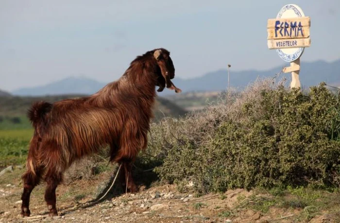 Iulia Vântur se bucură deja de peisaj