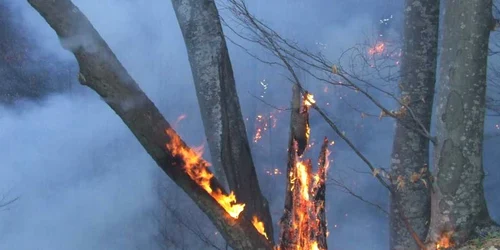 326 de hectare de litiera de padure mistuite de flacari