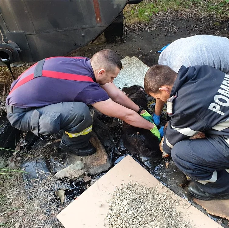 Salvatorii s-au chinuit 4 ore să scoată cățelușa din smoală FOTO: ISU Argeș