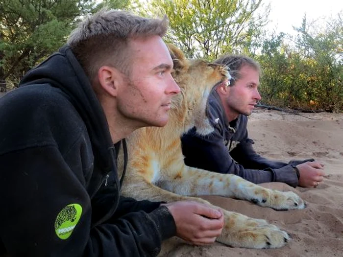 Leul iubăreţ (FOTO CATERS)