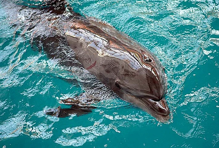 
    Ni-Ni a refuzat să  mănânce timp  de 84 de oreFoto: Click!  