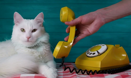 shutterstock 2281399087 jpg