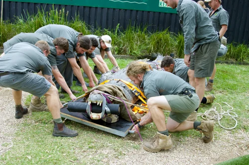 Crocodilul Elvis a avut probleme dentare si a fost dus la stomatolog Foto Profimedia (4) jpg