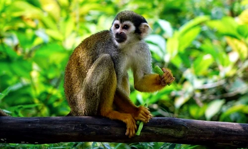 1 72275 original jpg jpeg