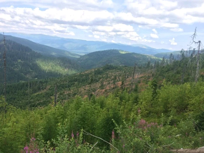 Suprafaţa care va fi împădurită este de peste 60 de hectare. Foto: revoalpin.ro