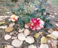 Grădina Botanică Prăjești noiembrie 2023 FOTO MA