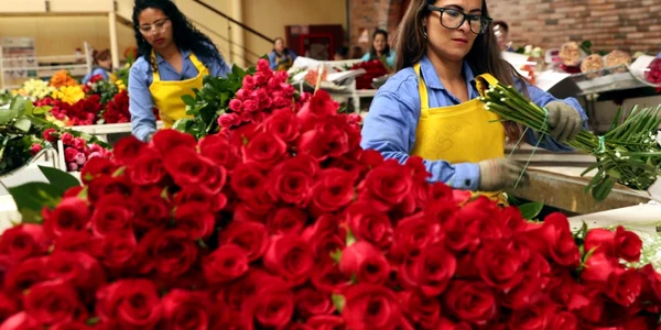 Lucrătoare din regiunea Mongibello pregătesc buchete de flori în Chia Cundinamarca Columbia EPA-EFE / Mauricio Duenas Castaneda