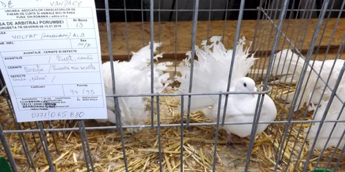 porumbei expozitie turnu severin FOTO Corina Macavei 