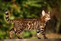 pisica bengal istock jpg