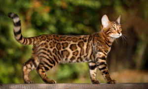 pisica bengal istock jpg