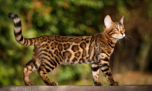 pisica bengal istock jpg