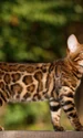 pisica bengal istock jpg