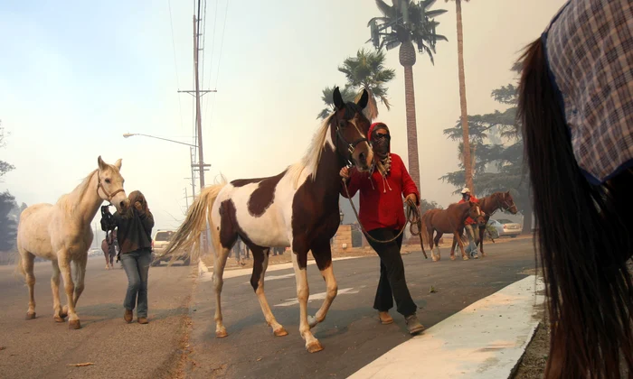Cai salvați din incendiile din Los Angeles GettyImages 83253578 jpg