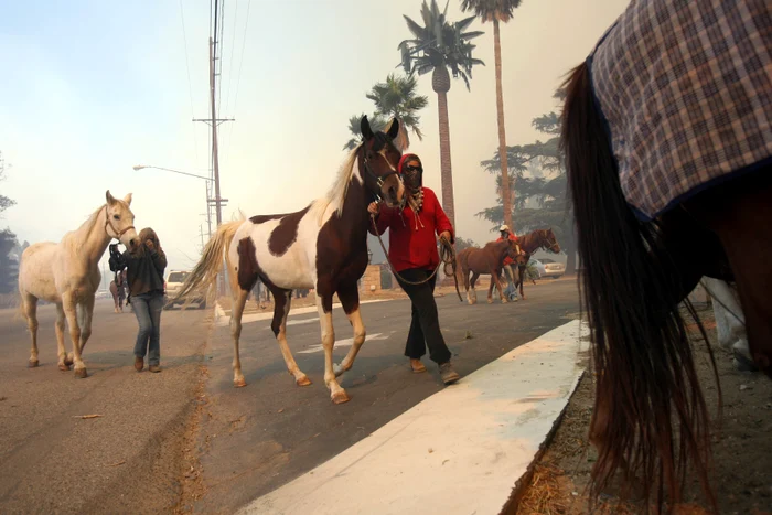 Cai salvați din incendiile din Los Angeles GettyImages 83253578 jpg