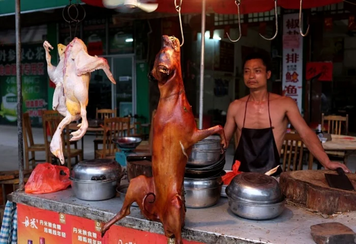 Coreenii nu renunţă la carnea de câine