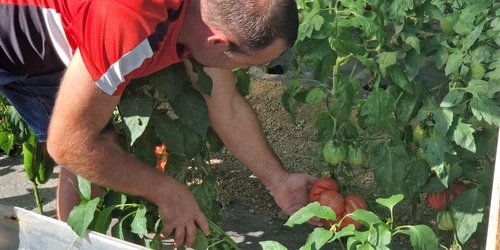 laurentiu malaescu rosii gigant foto alin ion jpeg