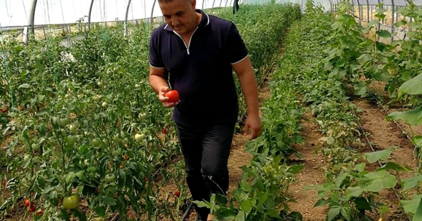 calarasi piperea