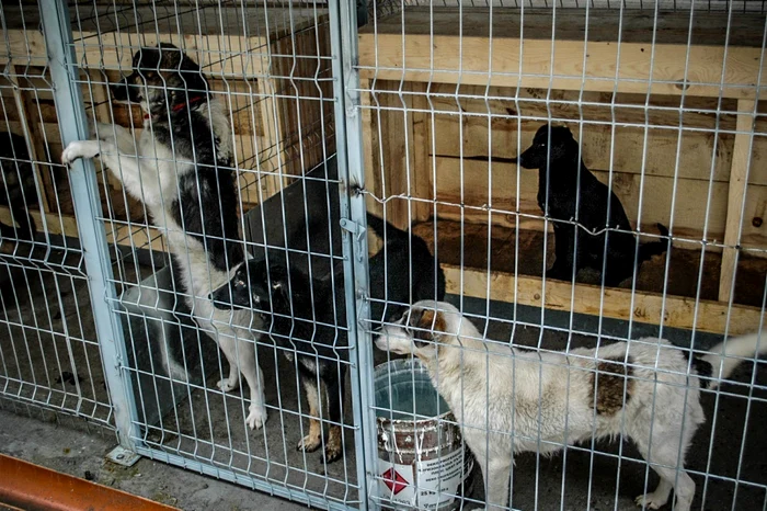 Peste 800 de câini post fi adăpostiţi în noile cuşti FOTO: Adevărul