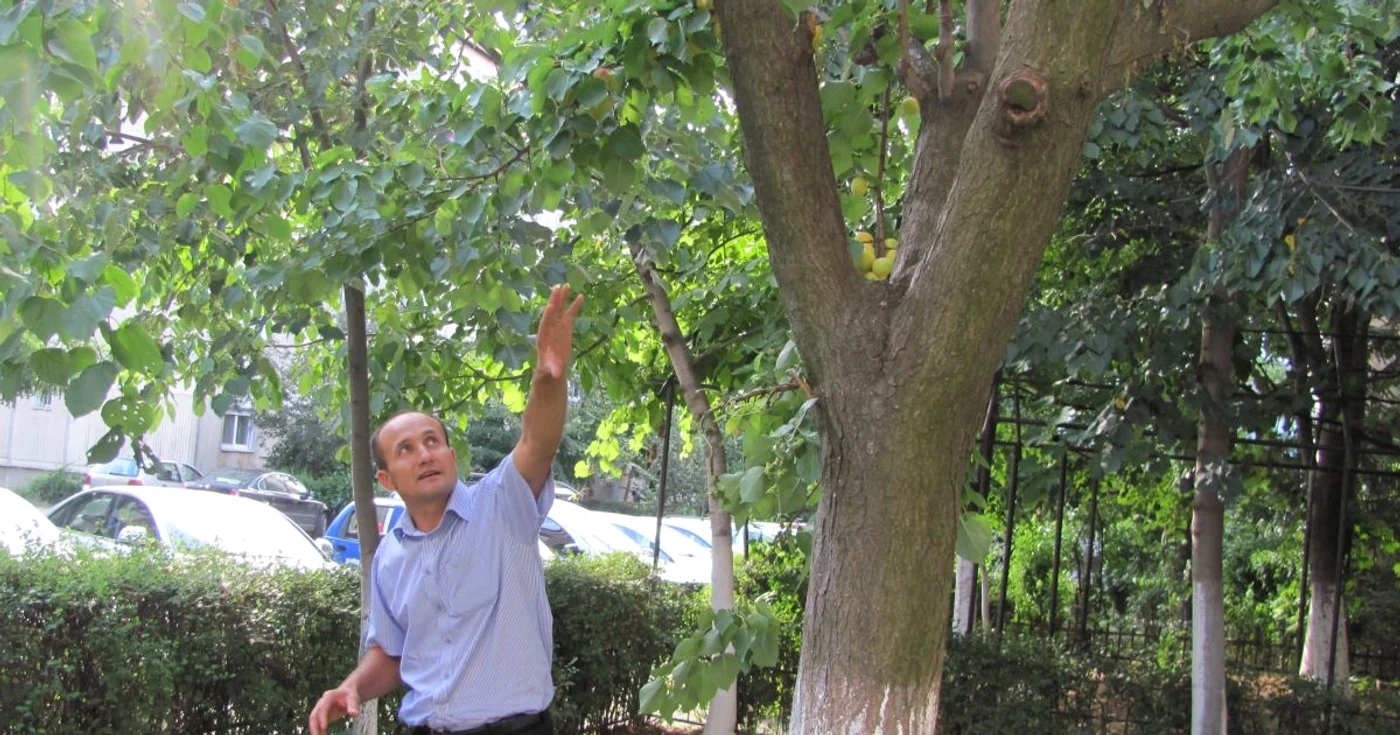 Corcoduş cu mai multe feluri de fructe