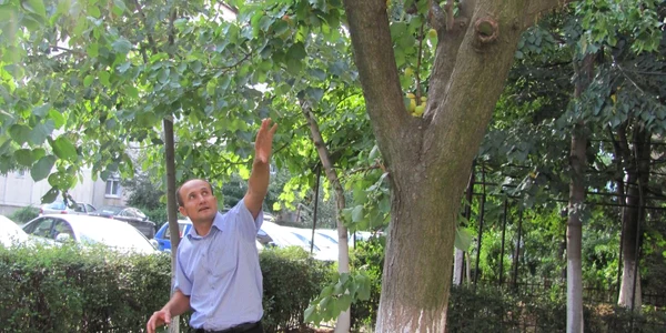 Corcoduş cu mai multe feluri de fructe
