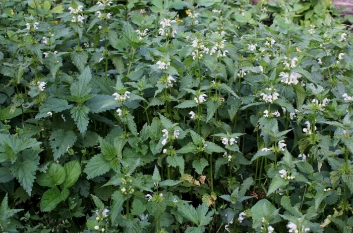 De ce să incluzi urzica moartă albă în dieta și remedii tale naturiste. 