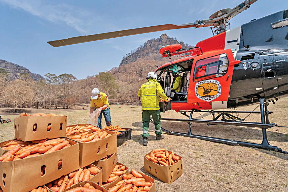 Voluntarii au strâns  2.200 de kilograme de  morcovi şi cartofi dulci
