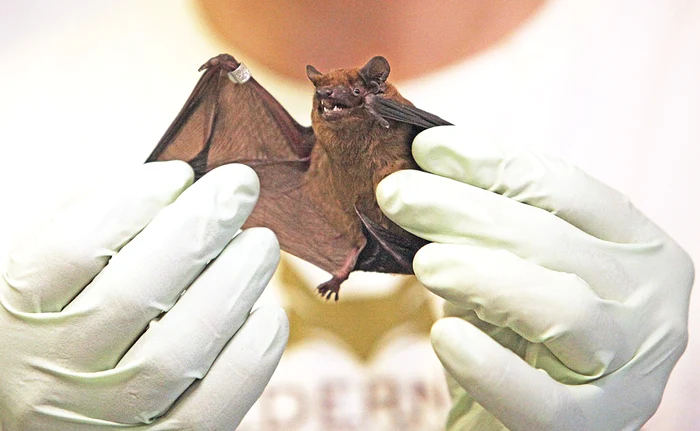 
    Peste 80 de mamifere înaripate au fost eliberate ieri, la Grădina Botanică, după  ce peste iarnă au fost cazate la o clinică de reabilitare pentru animale sălbatice  