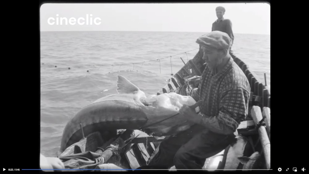 Legende pescărești cu monștri marini pescuiți la Sfântu Gheorghe: „A prins un morun de 675 de kilograme“ VIDEO 