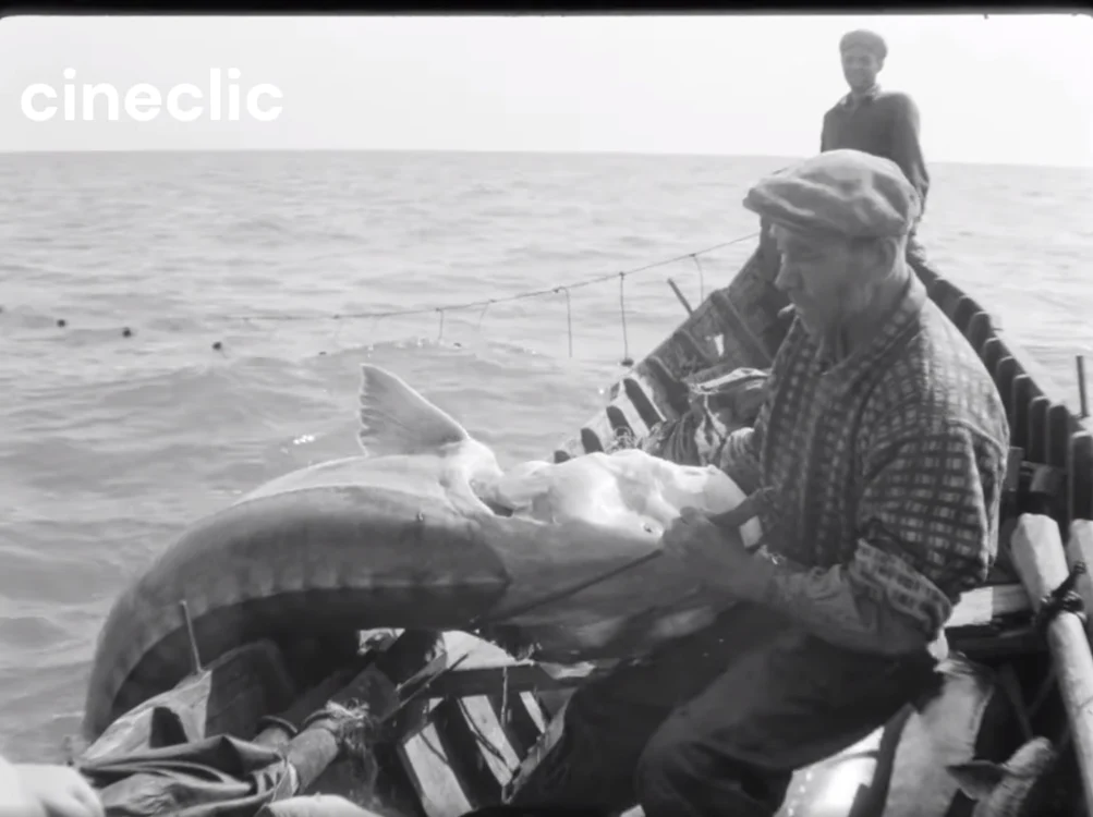 Pescuit sturioni Captura video colectie Cineclic