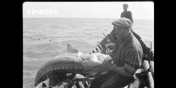 Pescuit sturioni Captura video colectie Cineclic jpg