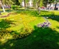 Amenajări florale pe străzile şi în parcurile din Râmnicu Vâlcea Foto Primăria Râmnicu Vâlcea