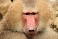 Babuinul este o maimuță foarte puternică și poate deveni agresivă dacă este speriată jpeg