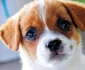 Jack Russell Terrier jpeg