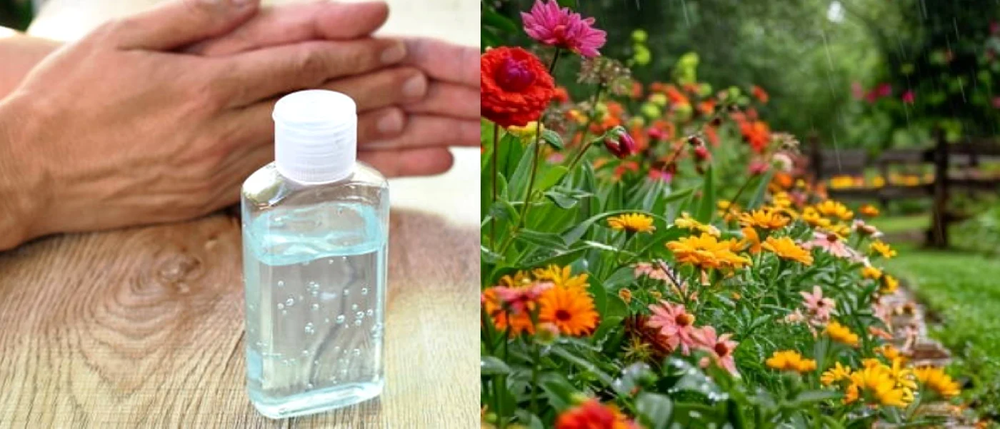 Apa oxigenată poate fi utilă pentru plante