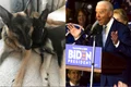 Joe Biden și câinii lui  foto   Shutterstock, Instagram jpg