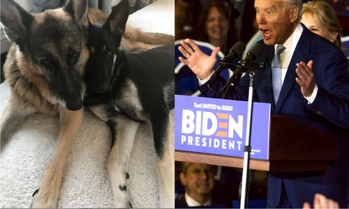 Joe Biden și câinii lui  foto   Shutterstock, Instagram jpg