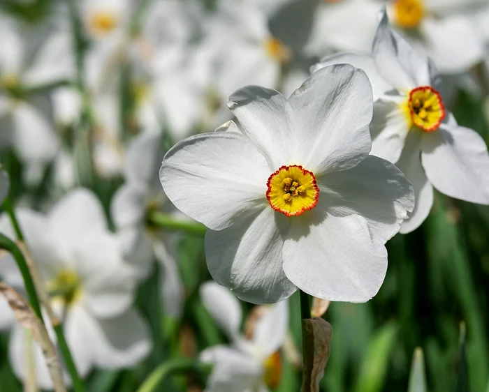 Narcisele ocupa în jur de 300 de hectare / foto: Pixabay