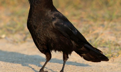 1 73671 original jpg jpeg