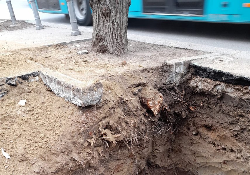 Dorel lovește din nou la Galați. Copaci ciuntiți de muncitorii care lucrează pe șantierul unei străzi centrale