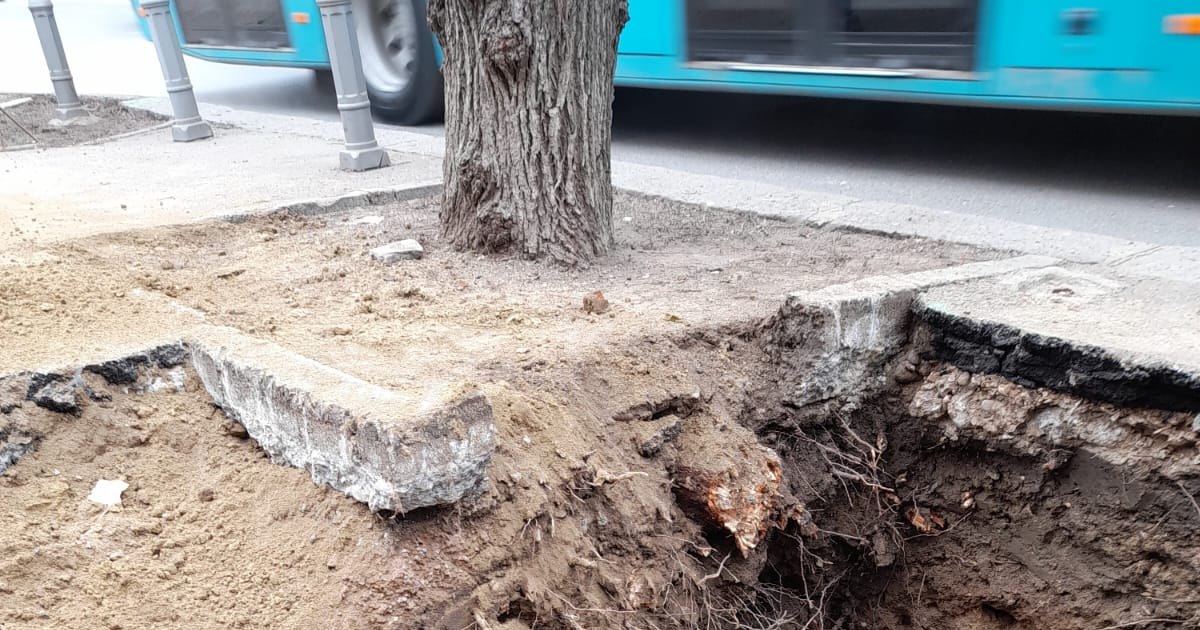 Dorel face ravagii în Galați ciuntind copaci pe strada centrală.