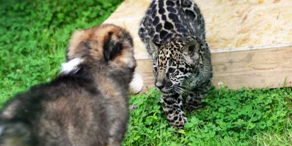 Un pui de jaguar botezat Mai se joaca in Gradina Zoologica din Sibiu Puiul de jaguar s-a nascut in captivitate acum doua luni si are drept partener de joaca o catelusa adoptata de ingrijitorii de la Zoo FOTO Mediafax
