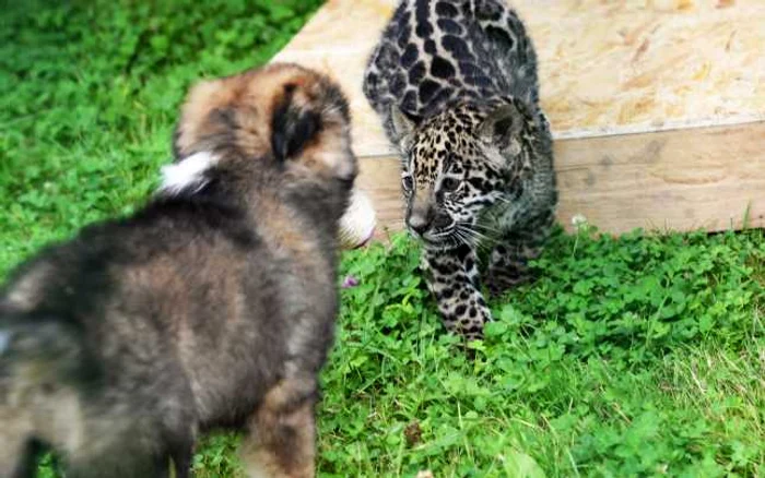 Un pui de jaguar botezat Mai se joaca in Gradina Zoologica din Sibiu Puiul de jaguar s-a nascut in captivitate acum doua luni si are drept partener de joaca o catelusa adoptata de ingrijitorii de la Zoo  FOTO Mediafax 