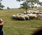 Oi marginea Timişoarei