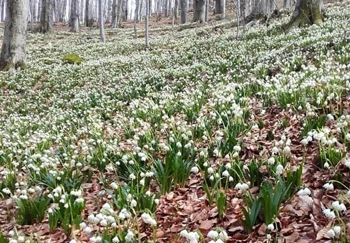 
    Primăvara este aproape. Vreme capricioasă în acest weekend, cu vânt și câteva ploi.FOTO: Facebook  