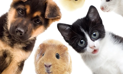 1 shutterstock 209332180 jpg jpeg