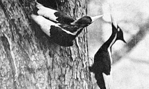 23 de specii, declarate dispărute în Statele Unite jpeg