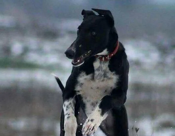 Un paznic de vânătoare din Dolj este acuzat că a împuşcat doi câini cu sânge rece