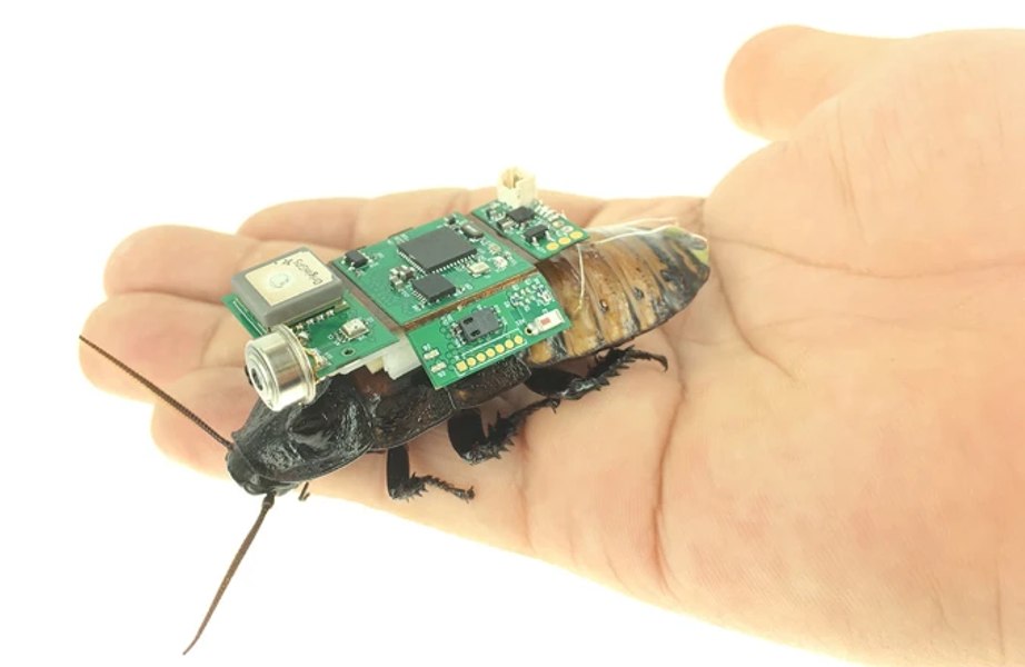 Gândacul cyborg, soluție IT în caz de cutremur. Poate detecta victimele cutremurelor VIDEO