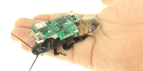 Insecta cyborg, viitorul în salvarea victimelor cutremurelor. FOTO Nature.com