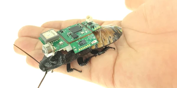 Insecta cyborg, viitorul în salvarea victimelor cutremurelor. FOTO Nature.com